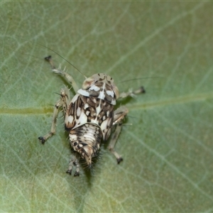 Unidentified Leafhopper or planthopper (Hemiptera, several families) at Higgins, ACT - 12 Feb 2025 by AlisonMilton