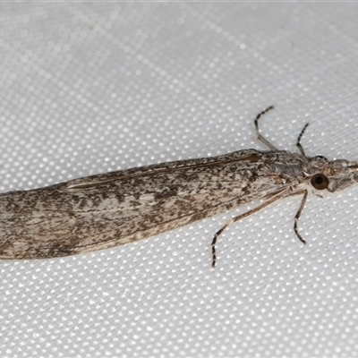 Leptoceridae sp. (family) (Long-horned caddisfly) at Melba, ACT - 12 Feb 2025 by kasiaaus