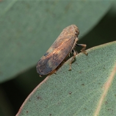 Brunotartessus fulvus (Yellow-headed Leafhopper) at Flynn, ACT - 29 Jan 2025 by AlisonMilton