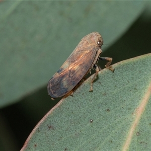 Brunotartessus fulvus (Yellow-headed Leafhopper) at Flynn, ACT - 29 Jan 2025 by AlisonMilton