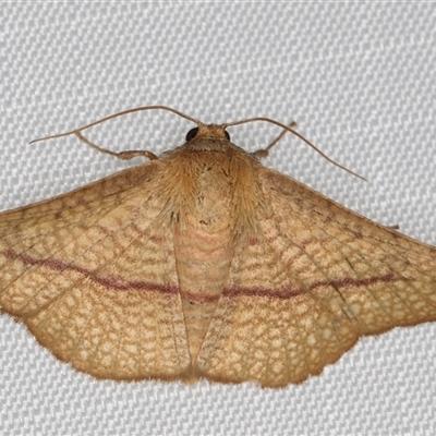 Aglaopus pyrrhata (Leaf Moth) at Melba, ACT - 13 Feb 2025 by kasiaaus