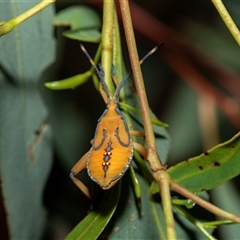 Amorbus sp. (genus) (Eucalyptus Tip bug) at Higgins, ACT - 29 Jan 2025 by AlisonMilton