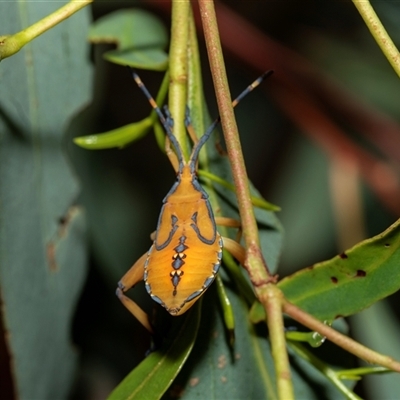 Amorbus (genus) (Eucalyptus Tip bug) at Higgins, ACT - 29 Jan 2025 by AlisonMilton