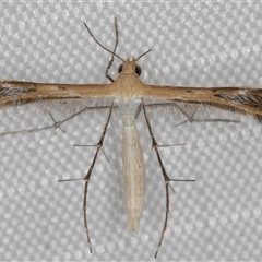 Stangeia xerodes (A plume moth) at Melba, ACT - 13 Feb 2025 by kasiaaus