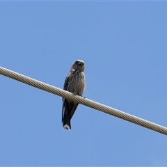 Artamus cyanopterus (Dusky Woodswallow) at Fraser, ACT - 28 Jan 2024 by AlisonMilton