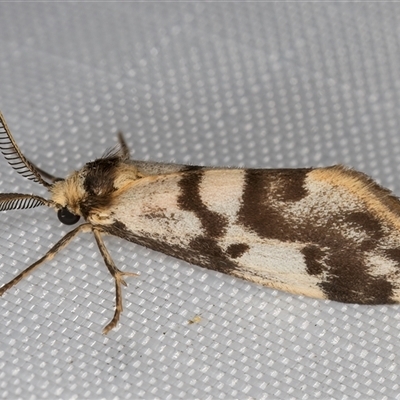 Anestia ombrophanes (Clouded Footman) at Melba, ACT - 13 Feb 2025 by kasiaaus