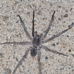 Portacosa cinerea (Grey wolf spider) at Melba, ACT - 13 Feb 2025 by kasiaaus