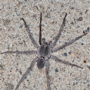 Portacosa cinerea at Melba, ACT - 13 Feb 2025 11:23 PM