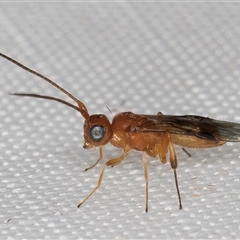 Phanerotoma sp. (genus) (A Braconid wasp) at Melba, ACT - 13 Feb 2025 by kasiaaus