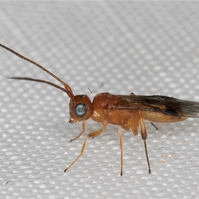 Phanerotoma sp. (genus) (A Braconid wasp) at Melba, ACT - 13 Feb 2025 by kasiaaus