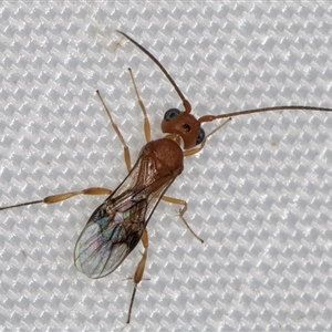 Phanerotoma sp. (genus) at Melba, ACT - 13 Feb 2025 11:25 PM