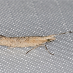 Plutella xylostella at Melba, ACT - 14 Feb 2025 08:54 PM