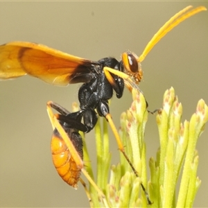 Unidentified Wasp (Hymenoptera, Apocrita) at Watson, ACT - 16 Feb 2025 by Harrisi