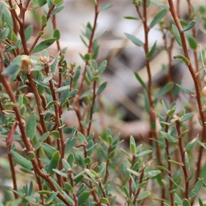 Unidentified Other Shrub at Glenroy, NSW - 16 Feb 2025 by KylieWaldon