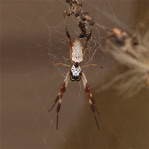 Trichonephila edulis at Woolgarlo, NSW - 10 Feb 2025 10:14 AM