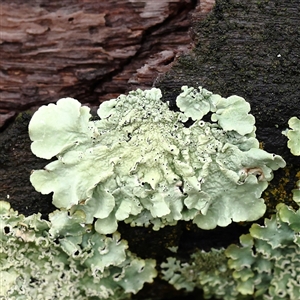 Flavoparmelia sp. at Woolgarlo, NSW - 10 Feb 2025 by ConBoekel