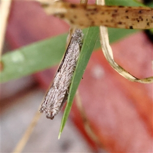 Strepsicrates macropetana at Woolgarlo, NSW - 10 Feb 2025 10:32 AM