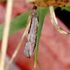 Strepsicrates macropetana at Woolgarlo, NSW - 10 Feb 2025 10:32 AM