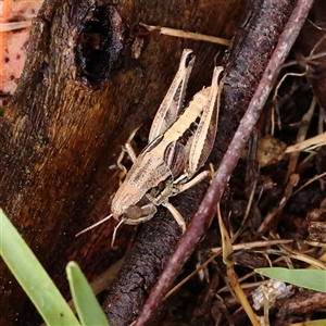 Brachyexarna lobipennis at Woolgarlo, NSW - 10 Feb 2025 by ConBoekel