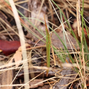 Acrida conica (Giant green slantface) at Woolgarlo, NSW - 10 Feb 2025 by ConBoekel