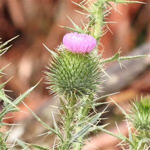 Cirsium vulgare at Woolgarlo, NSW - 10 Feb 2025 10:36 AM