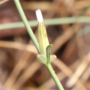 Unidentified Other Wildflower or Herb at Woolgarlo, NSW - 10 Feb 2025 by ConBoekel