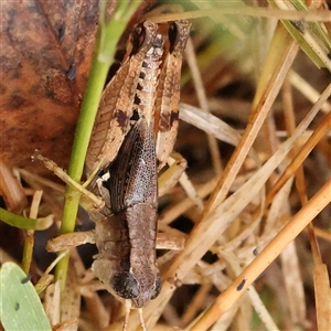 Phaulacridium vittatum (Wingless Grasshopper) at Woolgarlo, NSW - 10 Feb 2025 by ConBoekel