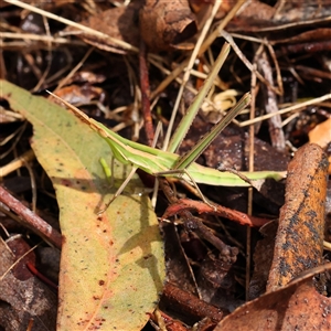 Acrida conica (Giant green slantface) at Woolgarlo, NSW - 10 Feb 2025 by ConBoekel