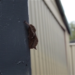 Elhamma australasiae (A Swift or Ghost moth (Hepialidae)) at Kambah, ACT - 18 Feb 2025 by GirtsO