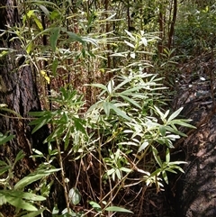 Zieria caducibracteata (Large-bracted Zieria) at Corang, NSW - 17 Feb 2025 by plants