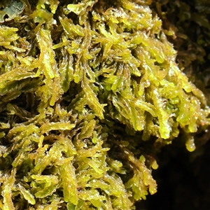 Unidentified Moss, Liverwort or Hornwort at Woolgarlo, NSW - 10 Feb 2025 by ConBoekel