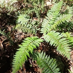 Polystichum proliferum (Mother Shield Fern) at Endrick, NSW - 17 Feb 2025 by plants