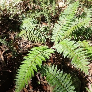 Polystichum proliferum (Mother Shield Fern) at Endrick, NSW - Yesterday by plants