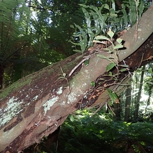 Quintinia sieberi (Possumwood) at High Range, NSW - Yesterday by plants