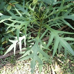 Solanum aviculare (Kangaroo Apple) at Endrick, NSW - 17 Feb 2025 by plants