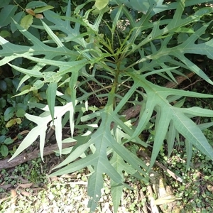 Solanum aviculare (Kangaroo Apple) at Endrick, NSW - Yesterday by plants