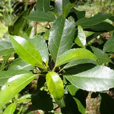 Hedycarya angustifolia (Austral Mulberry) at Endrick, NSW - 17 Feb 2025 by plants