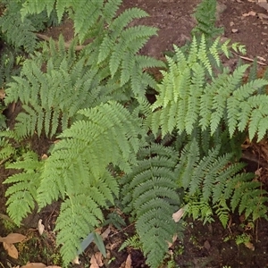 Leptopteris fraseri (Crepe Fern) at Corang, NSW - Yesterday by plants