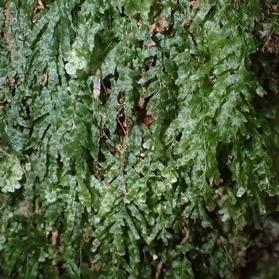 Polyphlebium venosum (Veined Bristle-fern) at Corang, NSW - 17 Feb 2025 by plants