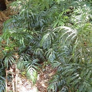 Pteris umbrosa at Endrick, NSW - 17 Feb 2025 12:22 PM