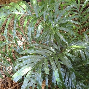 Pteris umbrosa at Endrick, NSW - 17 Feb 2025 12:22 PM