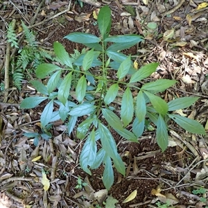 Sambucus australasica at Endrick, NSW - Yesterday by plants