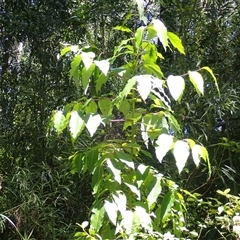 Polyscias sambucifolia subsp. Long leaflets (P.G.Neish 208) Vic. Herbarium at Endrick, NSW - 17 Feb 2025 by plants