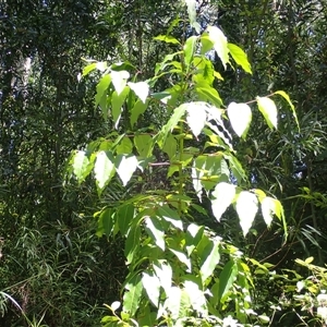 Polyscias sambucifolia subsp. Long leaflets (P.G.Neish 208) Vic. Herbarium at Endrick, NSW - Yesterday by plants