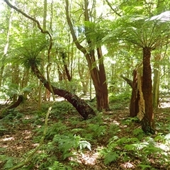 Dicksonia antarctica (Soft Treefern) at Endrick, NSW - 17 Feb 2025 by plants