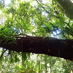 Zealandia pustulata subsp. pustulata (Kangaroo Fern) at Endrick, NSW - Yesterday by plants