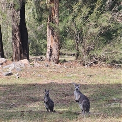 Osphranter robustus robustus (Eastern Wallaroo) at Burrinjuck, NSW - 15 Feb 2025 by Bidge