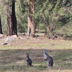 Osphranter robustus robustus at Burrinjuck, NSW - 15 Feb 2025 10:47 AM