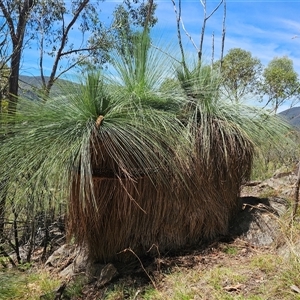 Xanthorrhoea glauca subsp. angustifolia at Burrinjuck, NSW - suppressed