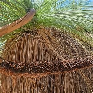 Xanthorrhoea glauca subsp. angustifolia at Burrinjuck, NSW - suppressed